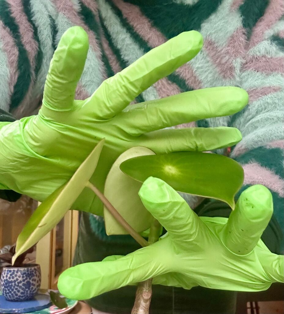 Lentekriebel? Groene vingers?